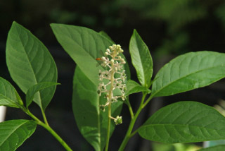 Phytolacca americana Westerse karmozijnbes bestellen